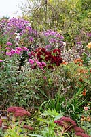A large colourful autumn border with Chrysanthemum 'Ruby Mound' - centre, 'Paul Boissier' - Right and 'Bretforton Road' - Left amongst aster, dahlia and euphorbia.