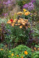 A large colourful autumn border with Chrysanthemum 'Kleiner Bernstein' in a metal support alongside dahlias, asters and ornamental grasses.