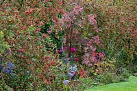 A hot border with crab apples, asters, pink berried Sorbus, cotinus and dahlias.