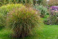 An autumn garden with ornamental grasses such as this Miscanthus sinensis, planted in a lawn.
