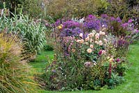 A colourful autumn border with Dahlia 'Preference' planted with Verbena bonariensis, aster, lupin and sedum.