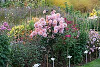 A display bed with Chrysanthemum 'Sweetheart Pink' to the left of Chrysanthemum 'Royal Sport'.