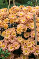 Chrysanthemum 'Kleiner Bernstein', hardy scented chrysanthemum, perennial., October.