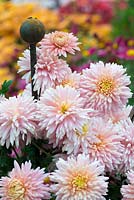 Chrysanthemum 'Sweetheart Pink', double flowered chrysanthemum, perennial, October.