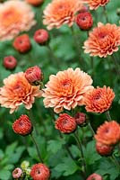Chrysanthemum 'Picasso', a rare compact chrysanthemum with double pompon flowers, October.