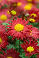 Chrysanthemum 'Belle', a hardy perennial with dark terracotta flowers that intensify in colour as they mature, October.
