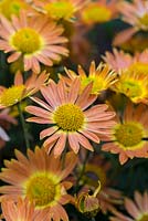 Chrysanthemum 'Cottage Bronze', very old hardy variety with apricot and bronze flowers. Very reliable.