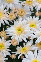 Chrysanthemum 'Edelweiss', a very rare hardy chrysanthemum variety with champagne coloured buds opening to large semi-double flowers, October.