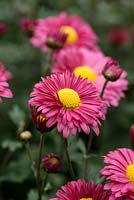 Chrysanthemum 'Dulwich Pink', a dark pink hardy perennial in bud, changing with age to a lighter pink. October.