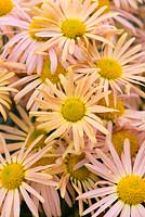 Chrysanthemum 'Mary Stoker, a rubellum hardy variety whose pink flowers intensify with age, October.