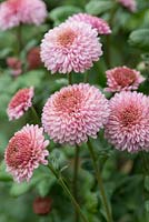 Chrysanthemum 'Mavis', a compact variety with larger pompon flowers, October.