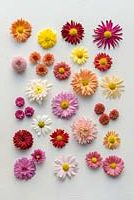 A selection of hardy perennial chrysanthemum single blooms.