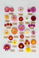 A selection of hardy perennial chrysanthemum blooms, with names.