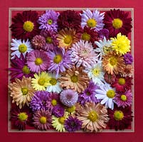 A display of colourful chrysanthemum blooms.