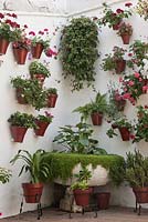 Feature wall bowl of Soleirolia soleirolii with pelargoniums and foliage plants in terracotta pots in white painted patio corner, Cordoba, Spain