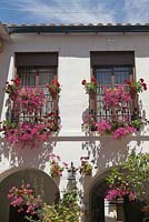 Pelargoniums and petunias in window boxes on house front - May, Cordoba, Spain