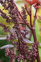 Atriplex hortensis var. rubra - red orach - august