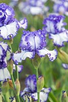 Iris 'Ink Patterns', a tall bearded iris with white standards and falls veined with violet blue. Strong stems with many buds. Flowers from May.