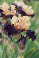 Iris 'Foreign Legion', a sweetly scented, tall bearded iris with velvety burgundy maroon falls and orange beards, below peach coloured standards. Flowers from May.