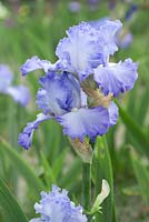 Iris 'Cloud Ballet', a lightly fragrant, tall bearded iris with pale blue to white standards and falls with darker edges. Flowers from May.