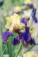 Iris 'Jurassic Park', a tall bearded iris with light mustard yellow standards above purple falls with paler edges. Flowers from May.