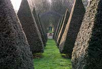 Avenue of Yew pyramid topiary - Taxus baccata