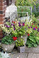 A cottage garden with metal bench and container planted with Petunia, Verbena, Brachyscome, Hosta and a small patio rose.