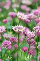 Astrantia 'Roma', masterwort or Hattie's pincushion, perennial bearing many pink flowers with green tipped bracts, from June until early autumn.