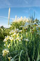 iris sibirica, Eremurus