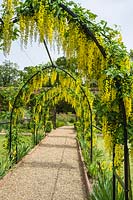 Laburnum anagyroides growing over archway