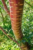 Betula albo sinensis - chinese red barked birch