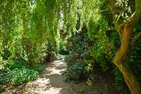 Salix matsudana 'Tortuosa' - Garden Path with overhanging Contorted Willow