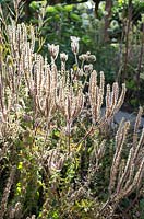Phacelia tanacetifolia - Phacelia seedheads