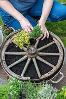Step 8. Plant lemon thyme in the gaps between the spokes.Planting a thyme wheel in a container step by step. 