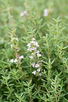 Thymus vulgaris, common thyme, a dwarf, evergreen shrub with tiny aromatic green leaves and spikes of tiny flowers in summer.