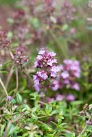 Thymus serpyllum coccineus, creeping red thyme, a mat forming evergreen shrub with aromatic leaves and spikes of pink flowers in summer.