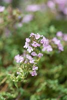 Thymus serpyllum 'Russettings', a creeping perennial thyme with aromatic dark green leaves and pink flowers in summer.