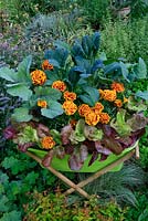 Vegetables and whitefly deterring French marigolds growing in a green plastic container suspended and raised up in a bamboo cradle to prevent slug damage. Lettuce 'Amaze', Kale 'Nero di Toscana' and Kale 'Redbor'.