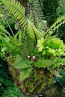 Four contrasting ferns displayed in a moss lined wirework hanging basket suspended from a shade bearing tree. Harts tongue ferns Asplenium scolopendrium 'Cristatum' and 'Angustifolium', Polystichum setiferum 'Dahlem Group' and Dryopteris wallichiana.