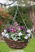A winter hanging basket planted with Viola cornuta 'Sorbet Pink Wing', Iris reticulata 'J.S. Dijt', autumn cyclamen and ornamental cabbage.