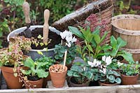 Planting a hanging basket for winter and early spring with white cyclamen, skimmia, violas, primulas and ivy.