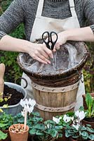 Planting a hanging basket for winter and early spring. Pierce the basket lining to create drainage holes.