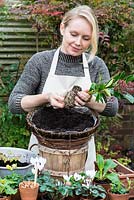 Planting a hanging basket for winter and early spring. Tease the roots loose on the bottom of the skimmia root ball.