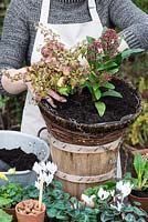 Planting a hanging basket for winter and early spring. Plant the Ivy at the edge of the basket so it can trail.