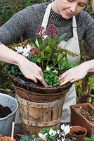 Planting a hanging basket for winter and early spring. Plant viola by the skimmia, leaving a space to plant the bulbs.