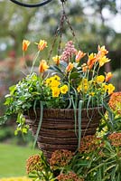 Planted in autumn, a flowering spring hanging basket with Tulipa clusiana var. chrysantha, yellow violas, ivy and central skimmia.