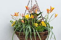 Planted in autumn, a flowering spring hanging basket with Tulipa clusiana var. chrysantha, yellow violas, ivy and central skimmia.