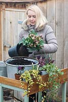 Planting a late winter display in a metal preserving pan. Plant the tallest plant, the hellebore, first.