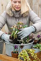 Planting a late winter display in a metal preserving pan. Plant the crocuses between the next two heathers.