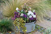 A metal preserving pan with Helleborus 'Walberton's Ivory Prince', Crocus 'Jeanne D'Arc', Iris reticulata 'J.S. Dijt', ivy and red and white heathers: Erica x darleyensis 'Springwood White' and 'Kramer's Red'